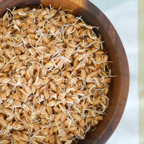 wheat germ blossom